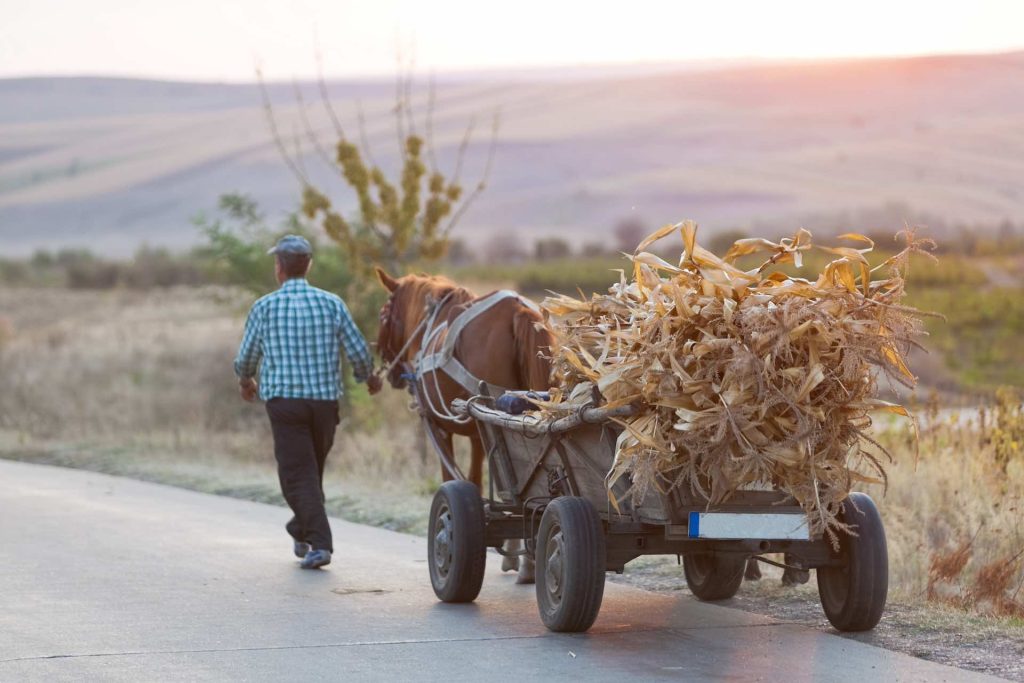 farmer carries dried corn leaves on a horse drawn 2023 11 27 05 18 47 utc